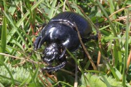 Minotaur Beetle © Alan Rowland