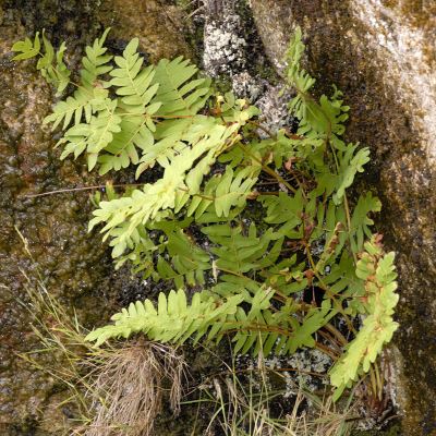 Royal Fern © Andrew Cleave
