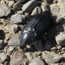 Black Snail Beetle © Alan Rowland