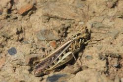 Common Field Grasshopper © Alan Rowland