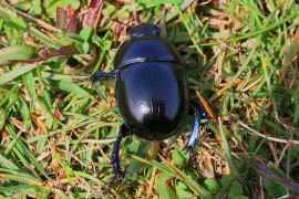 Dor Beetle © Mandy Dee