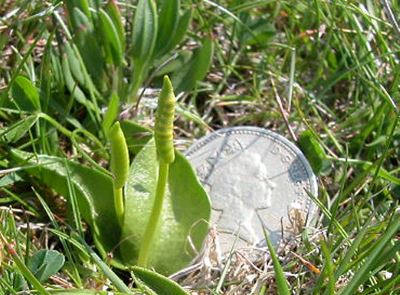 Small Adder's-tongue Fern © Andrew Cleave