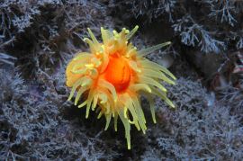 The spectacularly colourful sunset cup coral was discovered in British waters for the first time at Lundy in September 1969. The stony skeleton is about the size of a thimble. © Keith Hiscock
