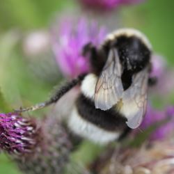 White-tailed Bumblebee © Alan Rowland